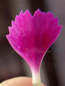  Petal limb